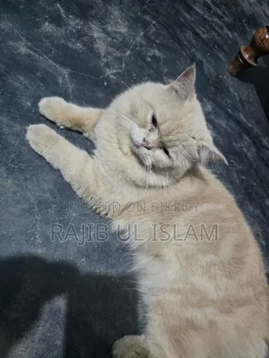 1+ year Male Mixed Breed Bengal