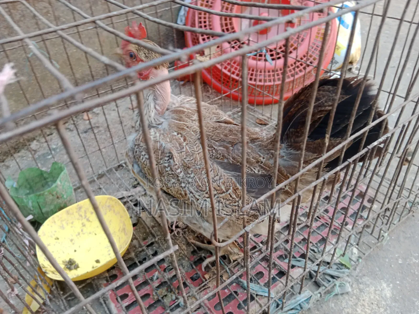 Deshi Murgi