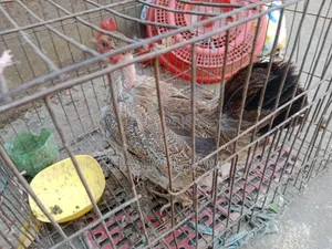 Deshi Murgi