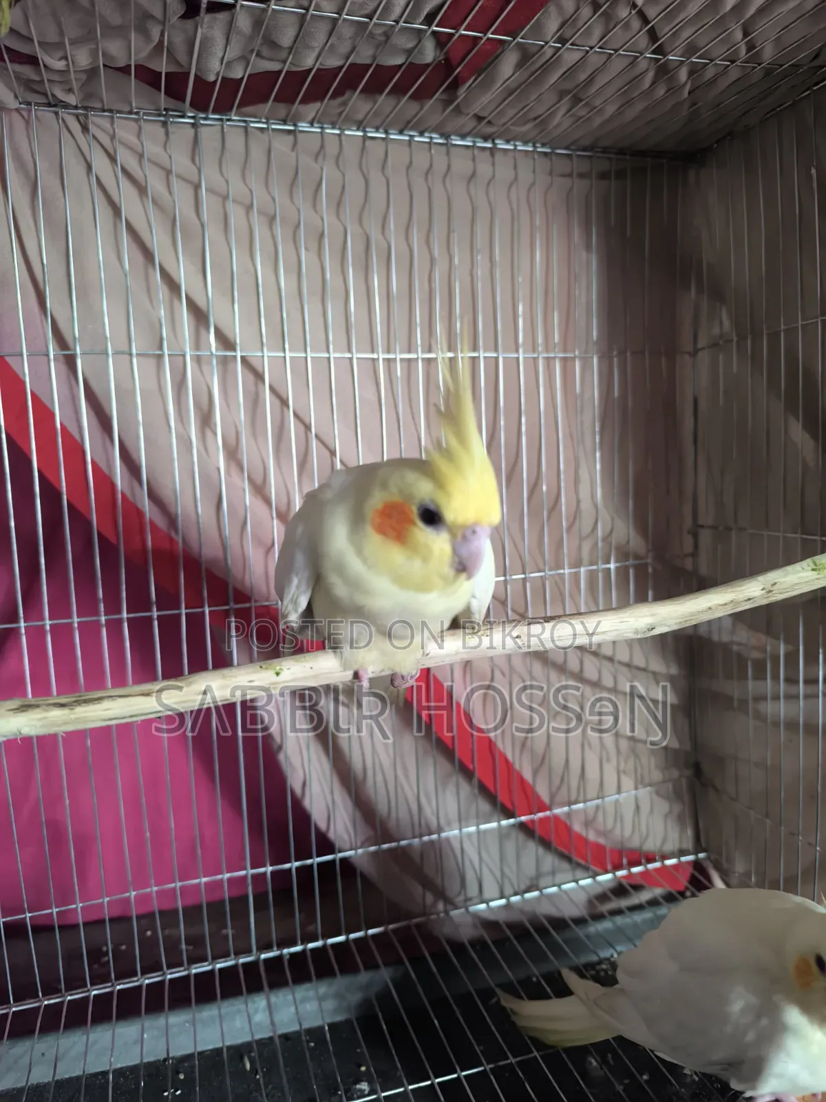 Lutino Cockatiel