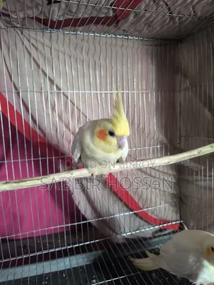 Lutino Cockatiel