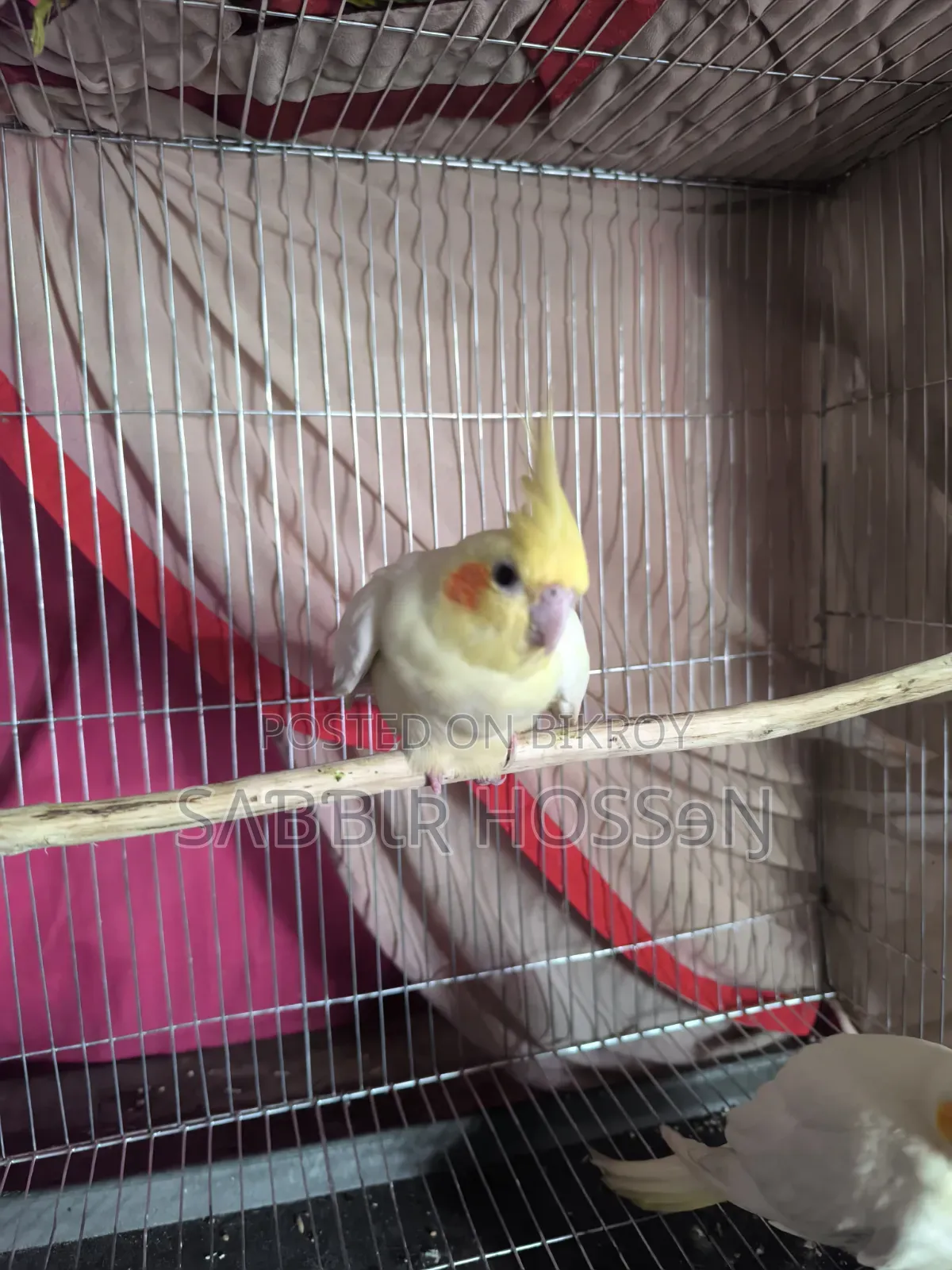 Lutino Cockatiel