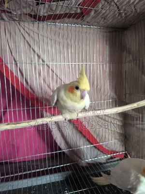 Lutino Cockatiel