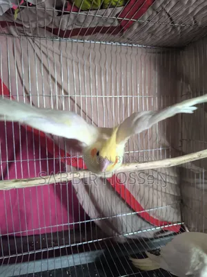 Lutino Cockatiel