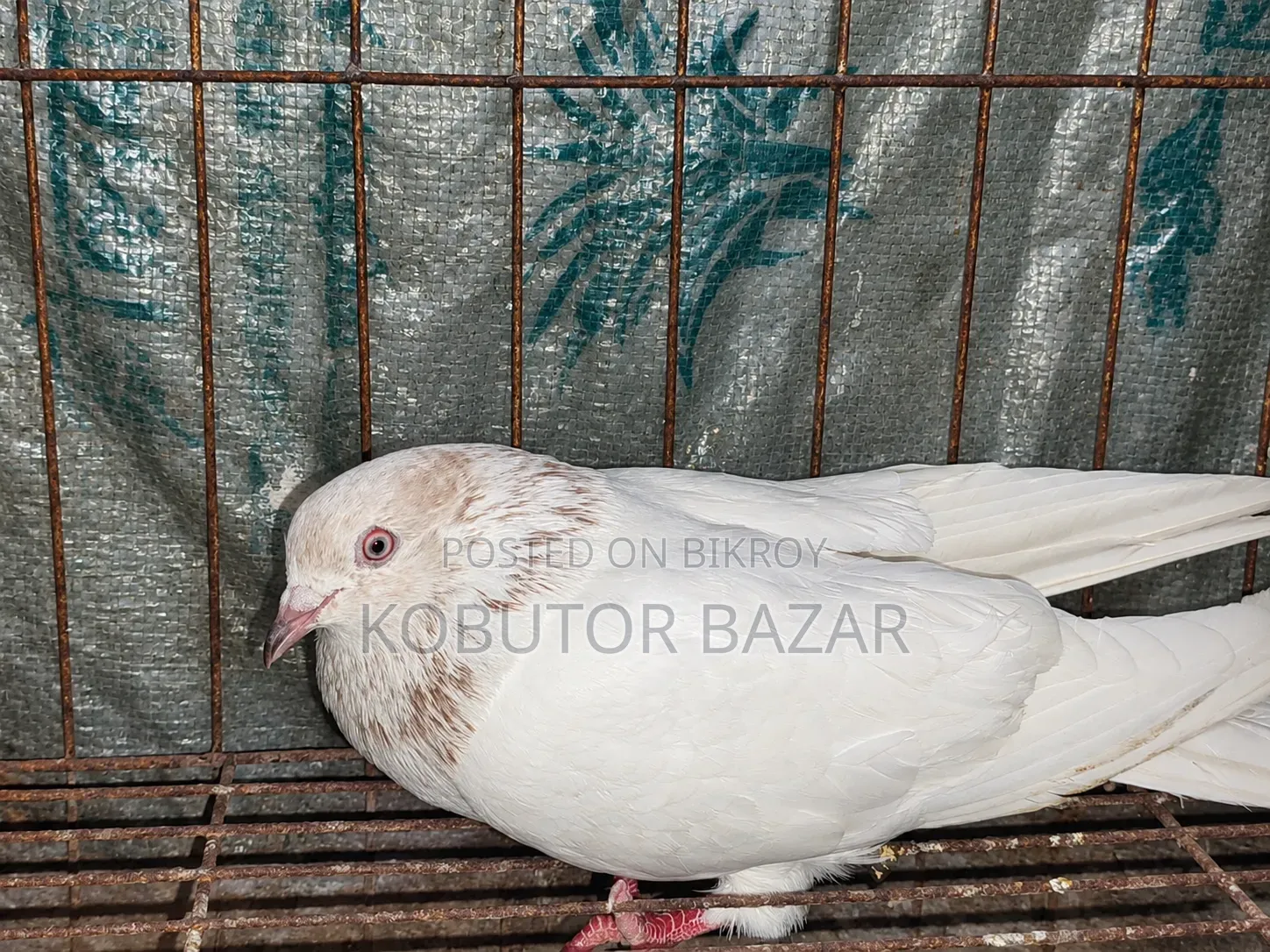 Pigeon Red Khaki