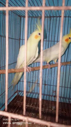 Cockatiel Breeding Pair