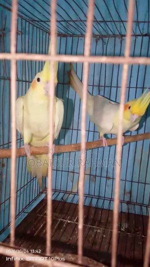 Cockatiel Breeding Pair