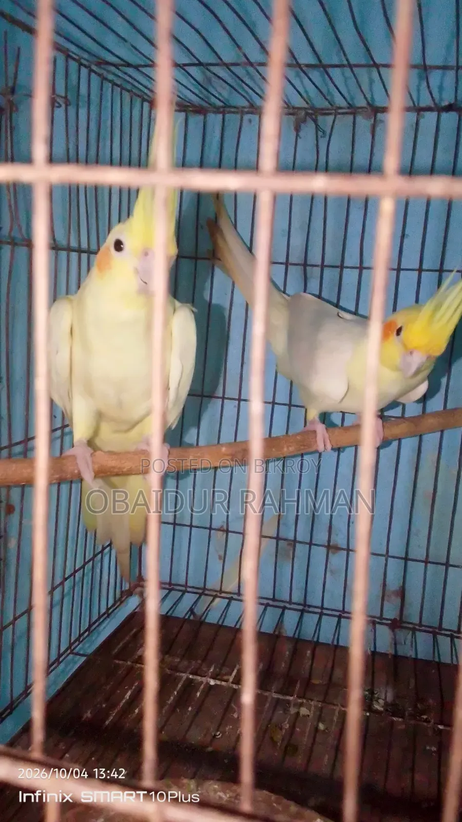 Cockatiel Breeding Pair