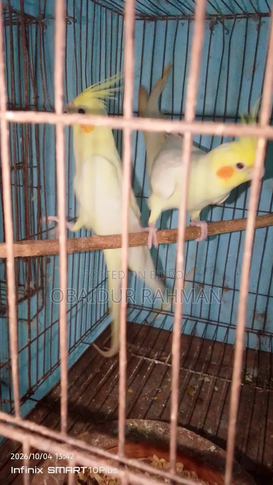 Cockatiel Breeding Pair