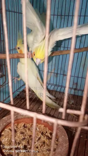 Cockatiel Breeding Pair