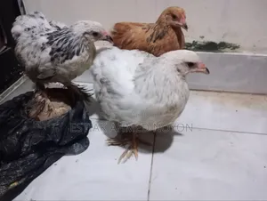 1.5 Month+ Age Brahma Chicken