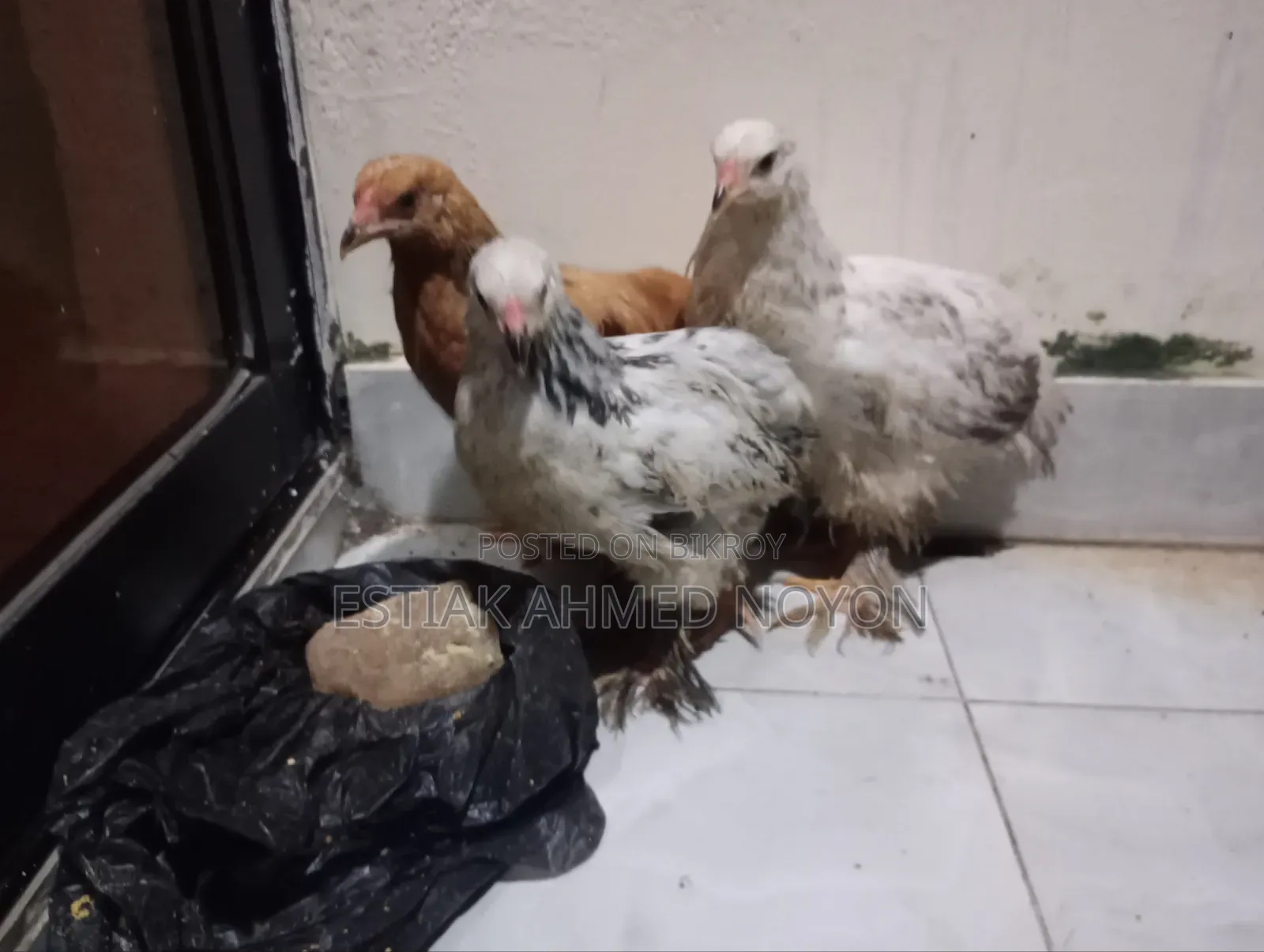 1.5 Month+ Age Brahma Chicken