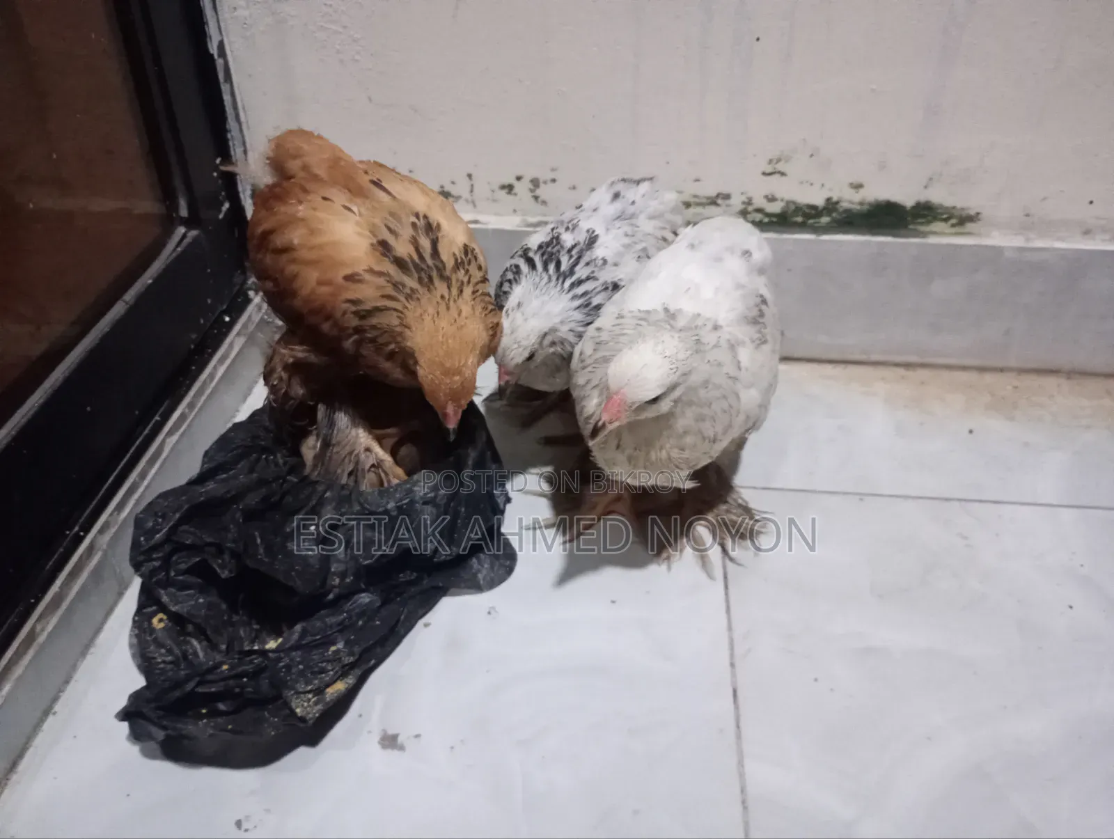 1.5 Month+ Age Brahma Chicken