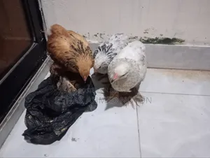 1.5 Month+ Age Brahma Chicken