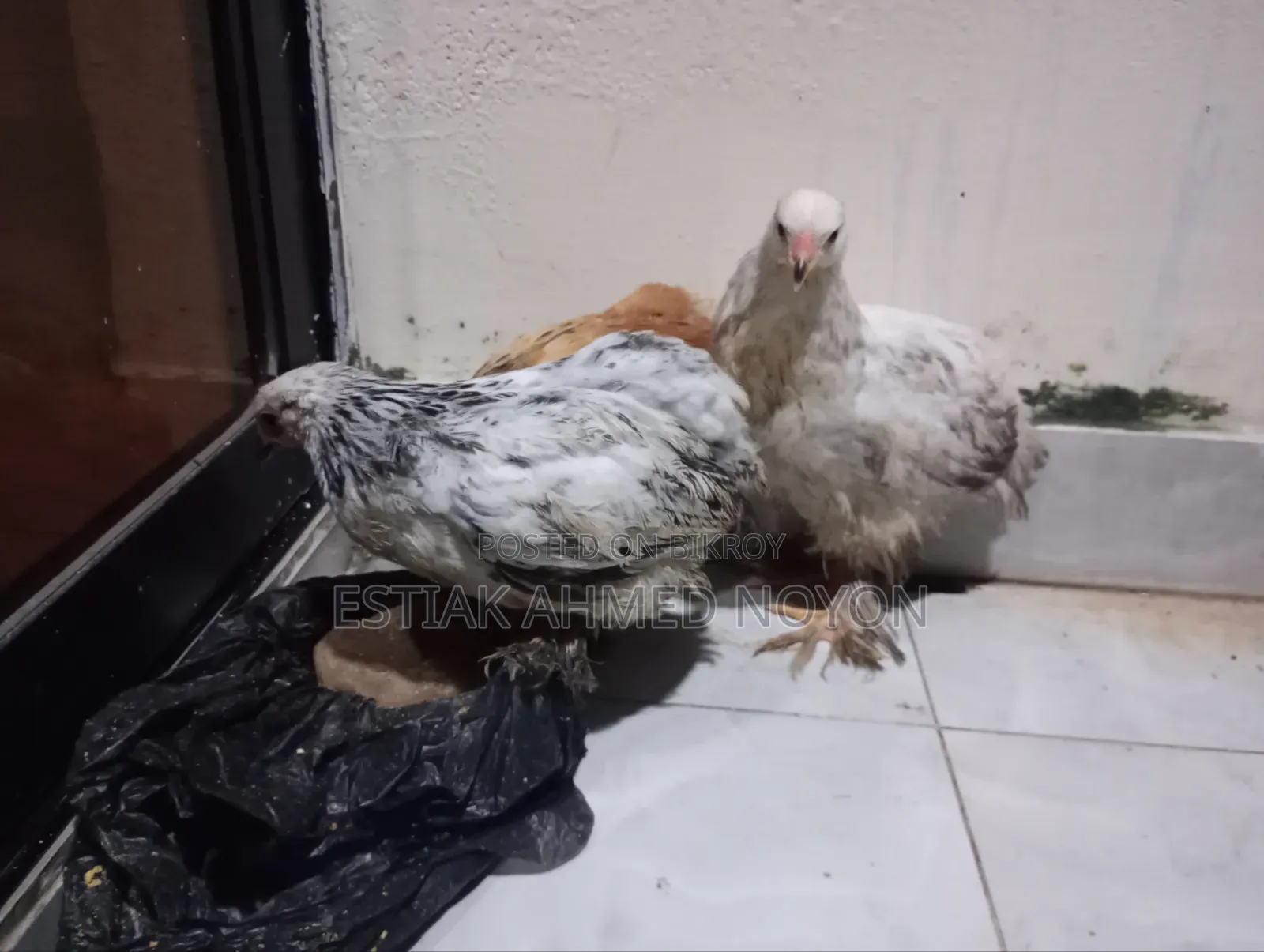 1.5 Month+ Age Brahma Chicken