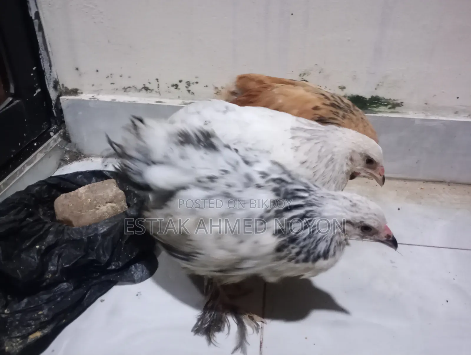 1.5 Month+ Age Brahma Chicken