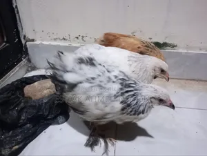 1.5 Month+ Age Brahma Chicken