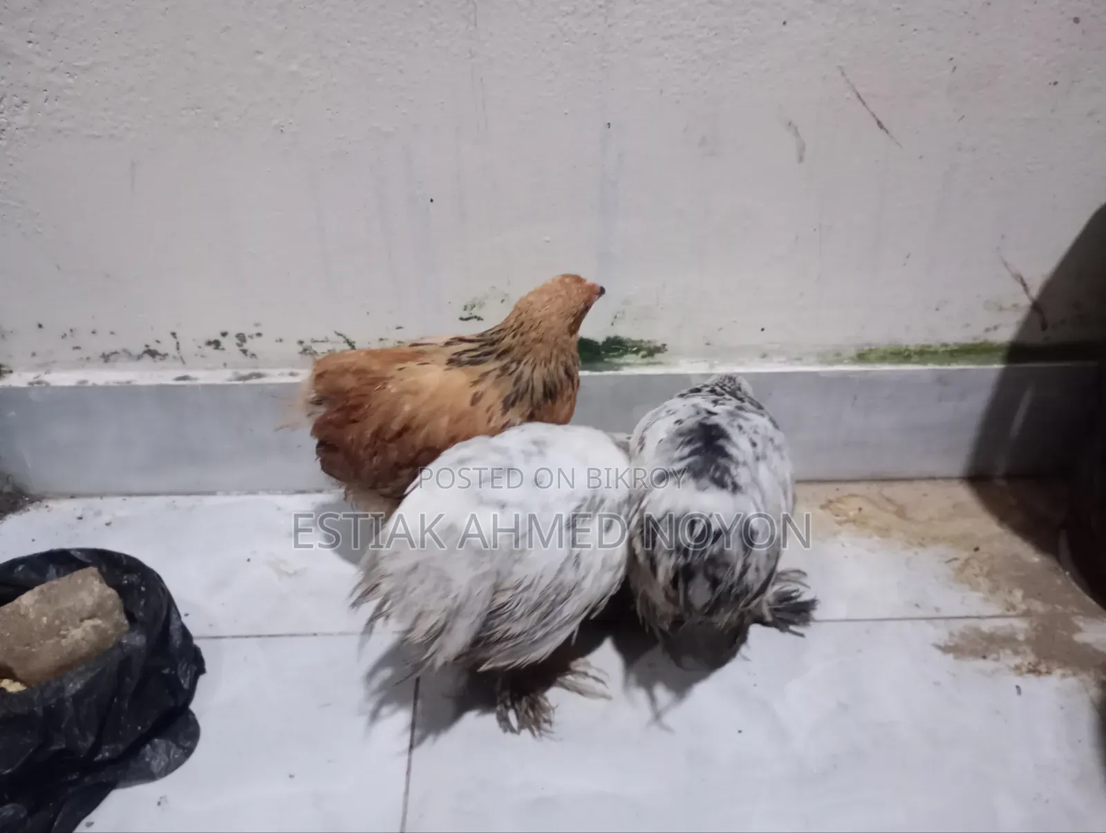 1.5 Month+ Age Brahma Chicken