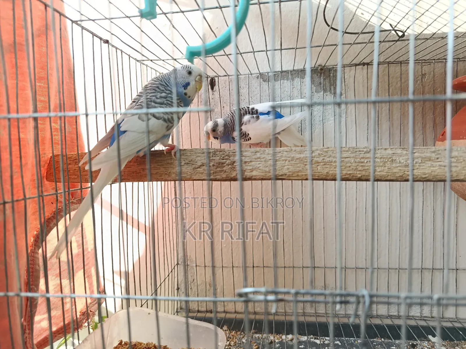 3 pairs of running budgies