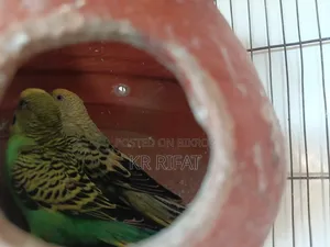 3 pairs of running budgies