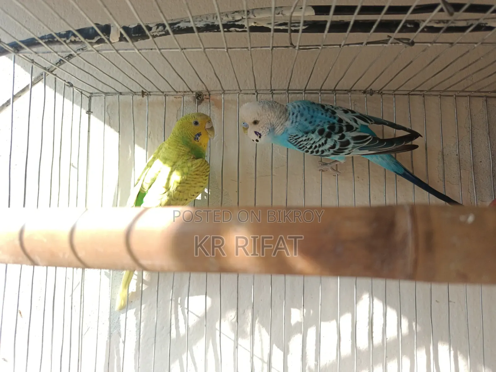 3 pairs of running budgies