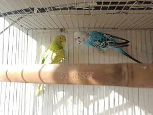 3 pairs of running budgies