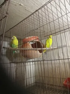 Buy Good Quality Birds