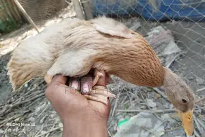Khaki Campbell Ducks for Sale - 2 Months Old Original Khaki