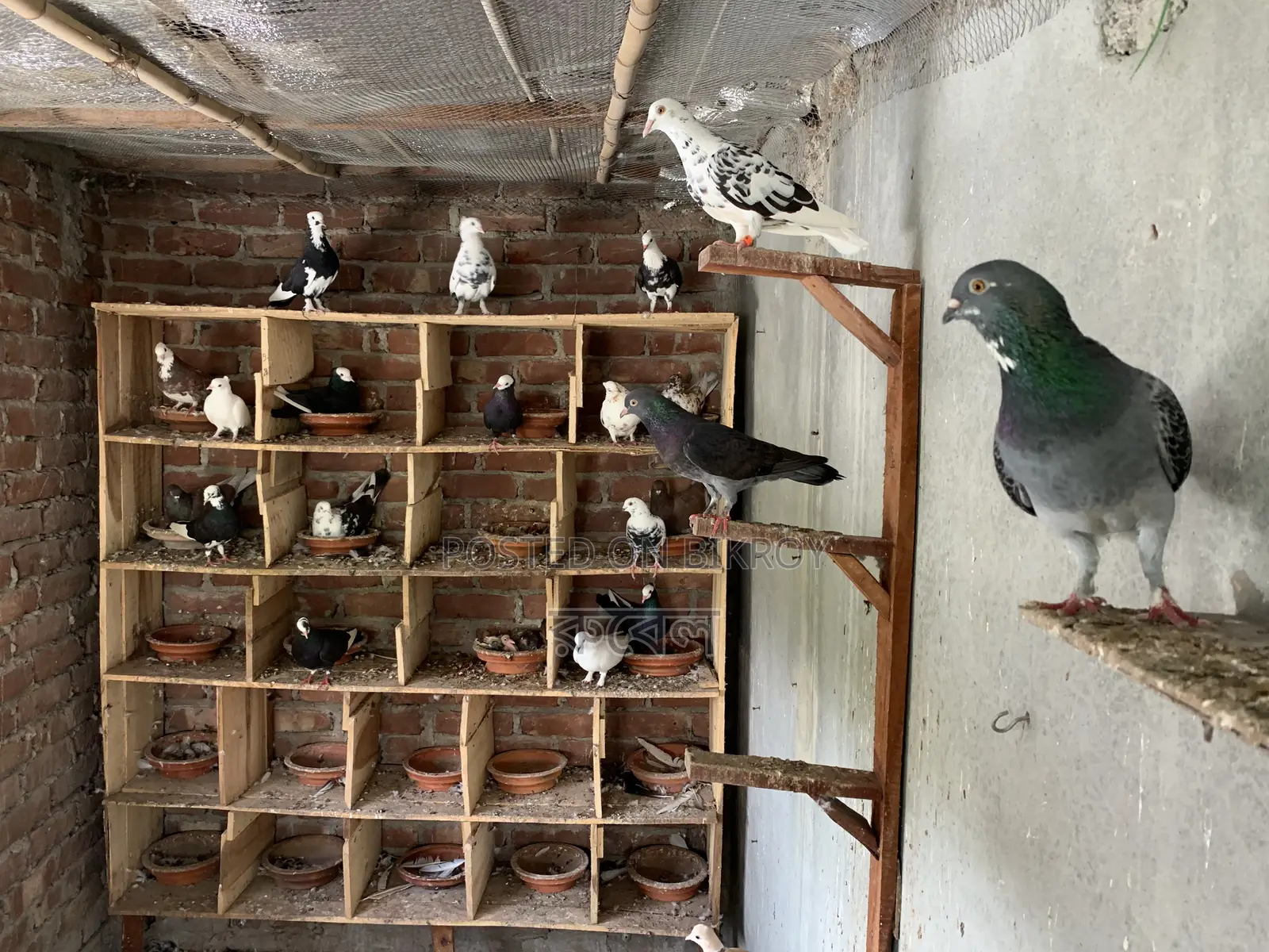 Local Pigeon (Golla)