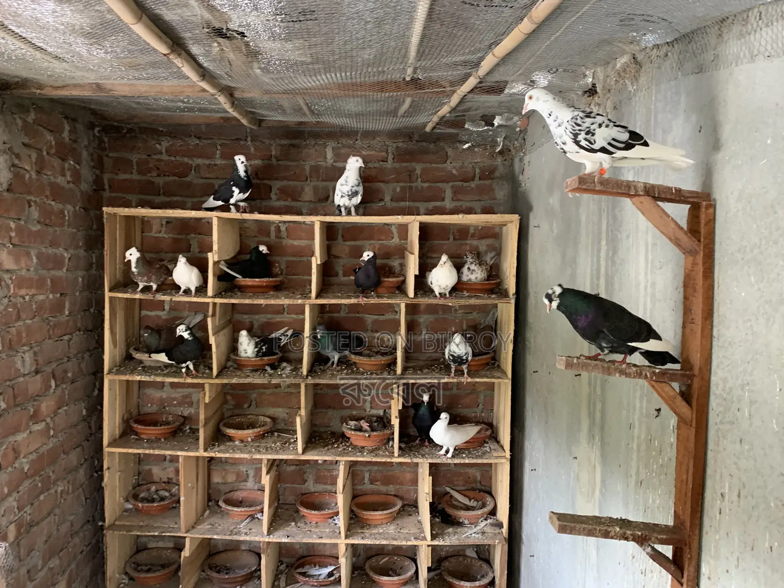 Local Pigeon (Golla)