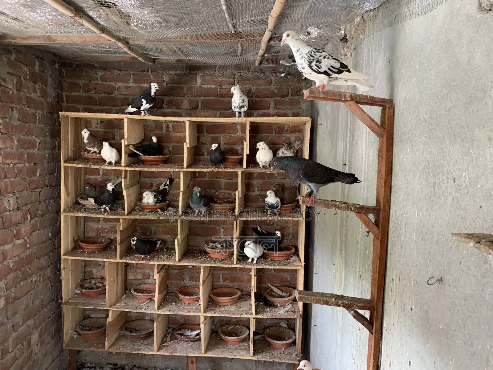 Local Pigeon (Golla)