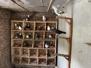 Local Pigeon (Golla)