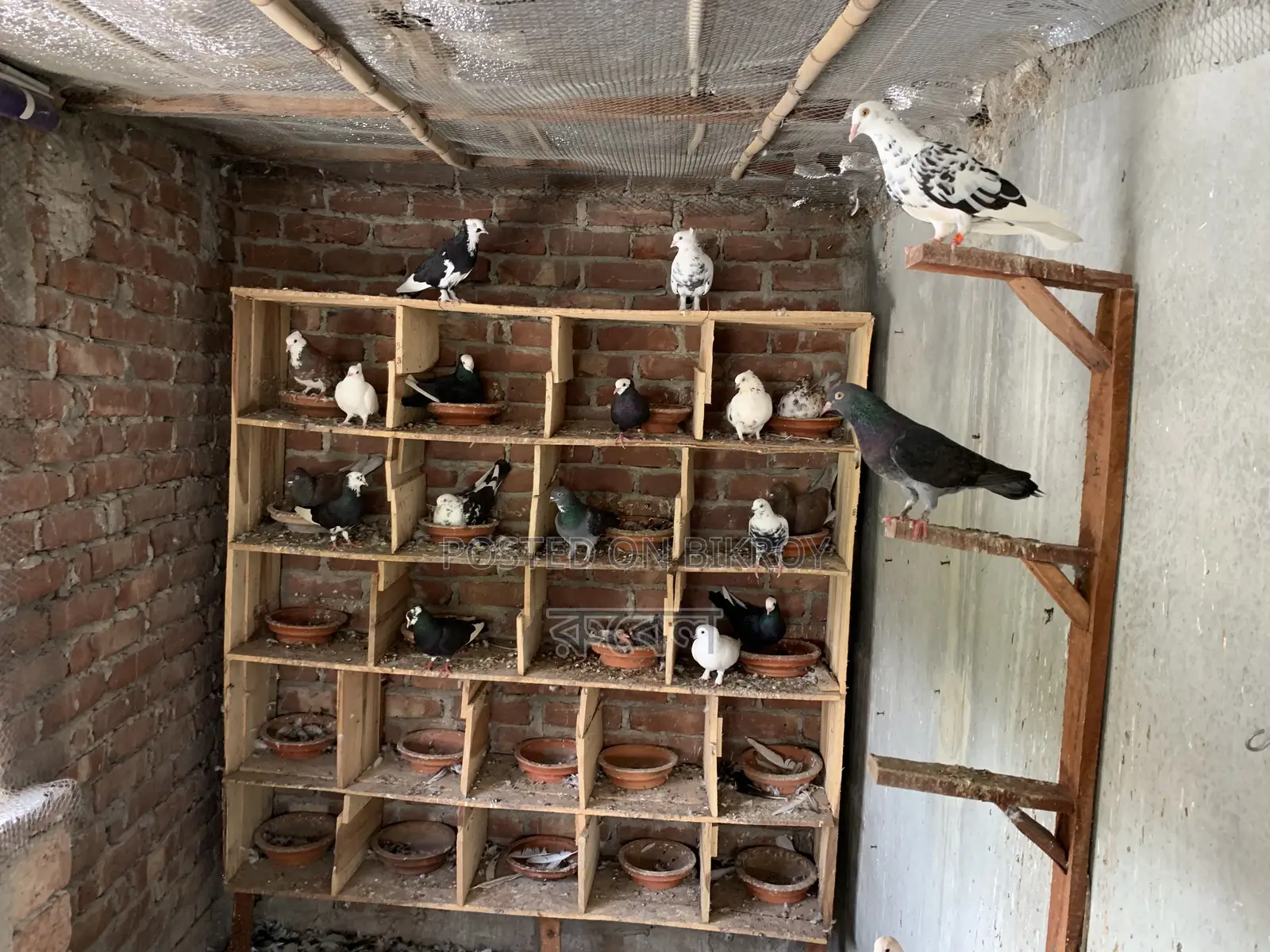 Local Pigeon (Golla)
