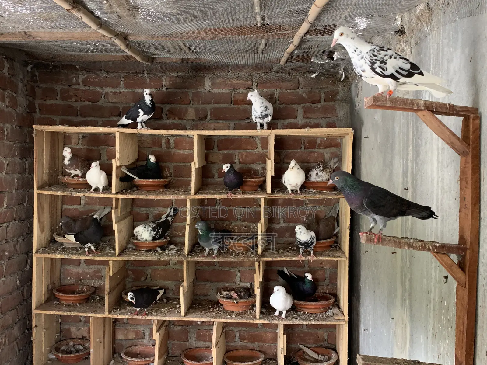 Local Pigeon (Golla)