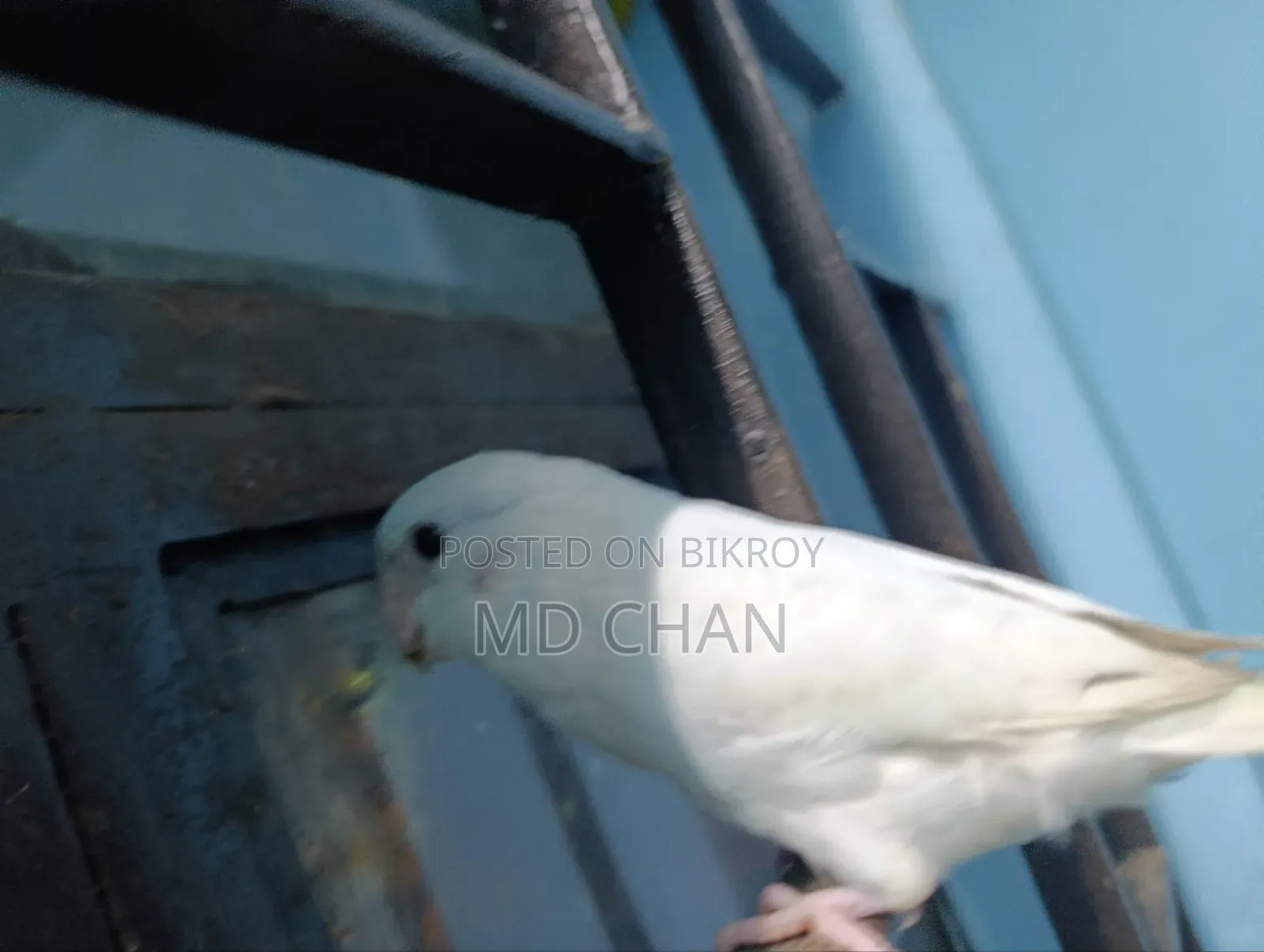 লাভ বার্ড ফরপাস