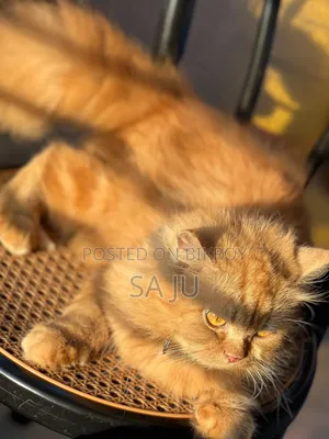 3-6 months Female Purebred Persian
