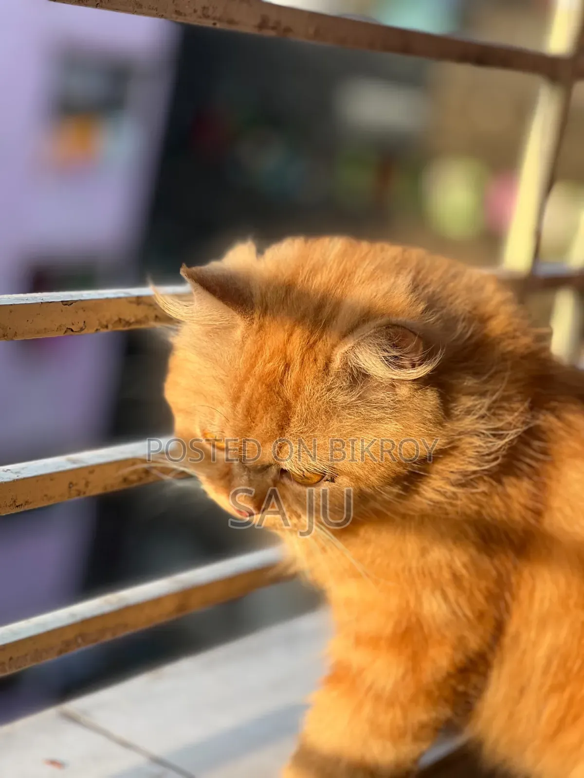 3-6 months Female Purebred Persian