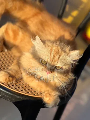3-6 months Female Purebred Persian