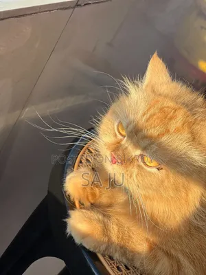 3-6 months Female Purebred Persian
