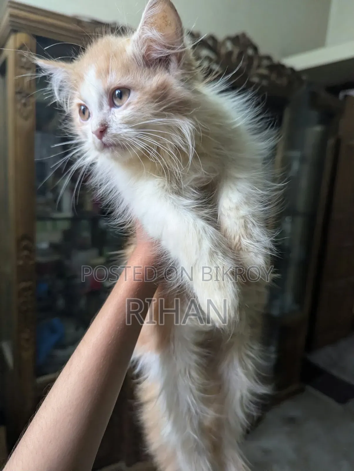1-3 Months Male Purebred Persian