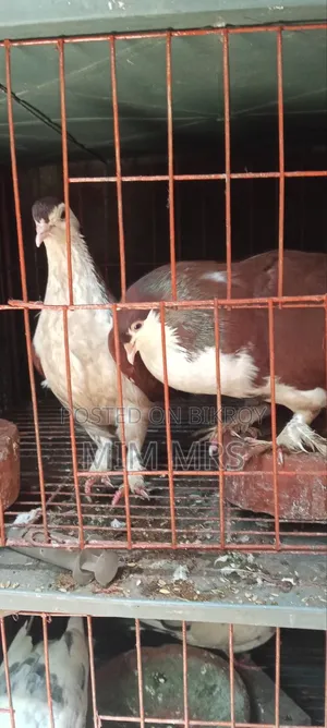 Siraji Pigeon