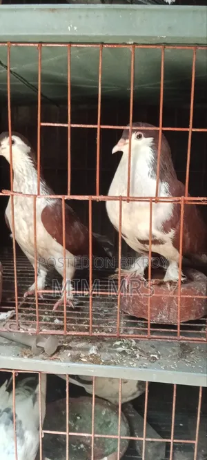 Siraji Pigeon