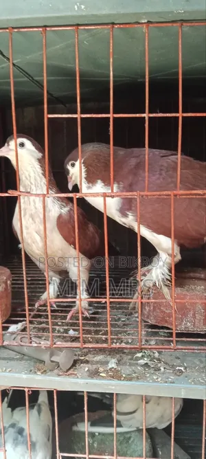 Siraji Pigeon