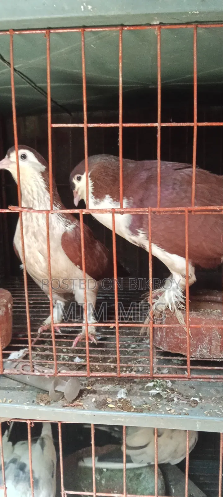 Siraji Pigeon