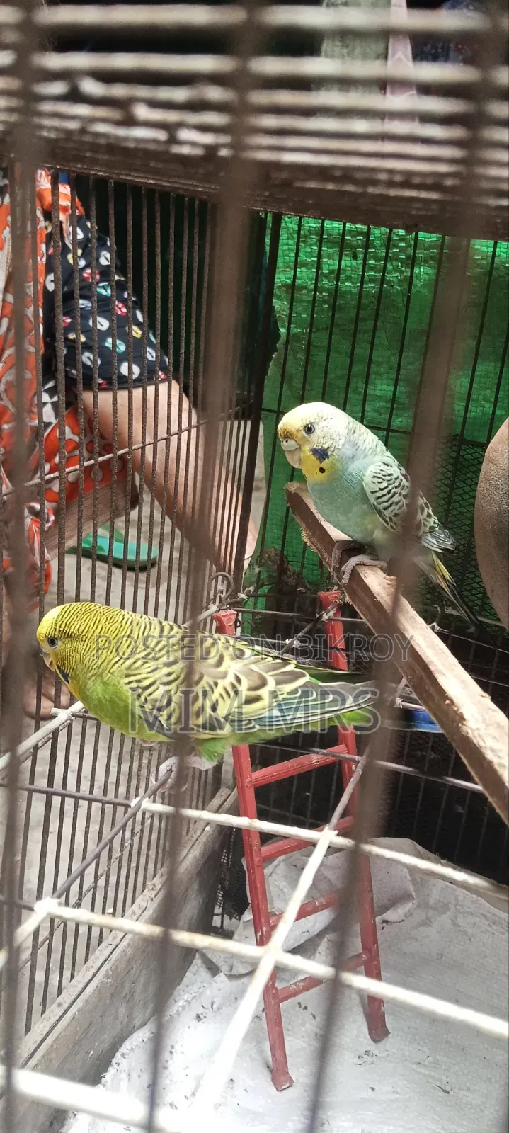 Budgerigar Bird