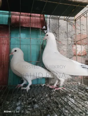 A Pair of Gola Pigeons for Sale