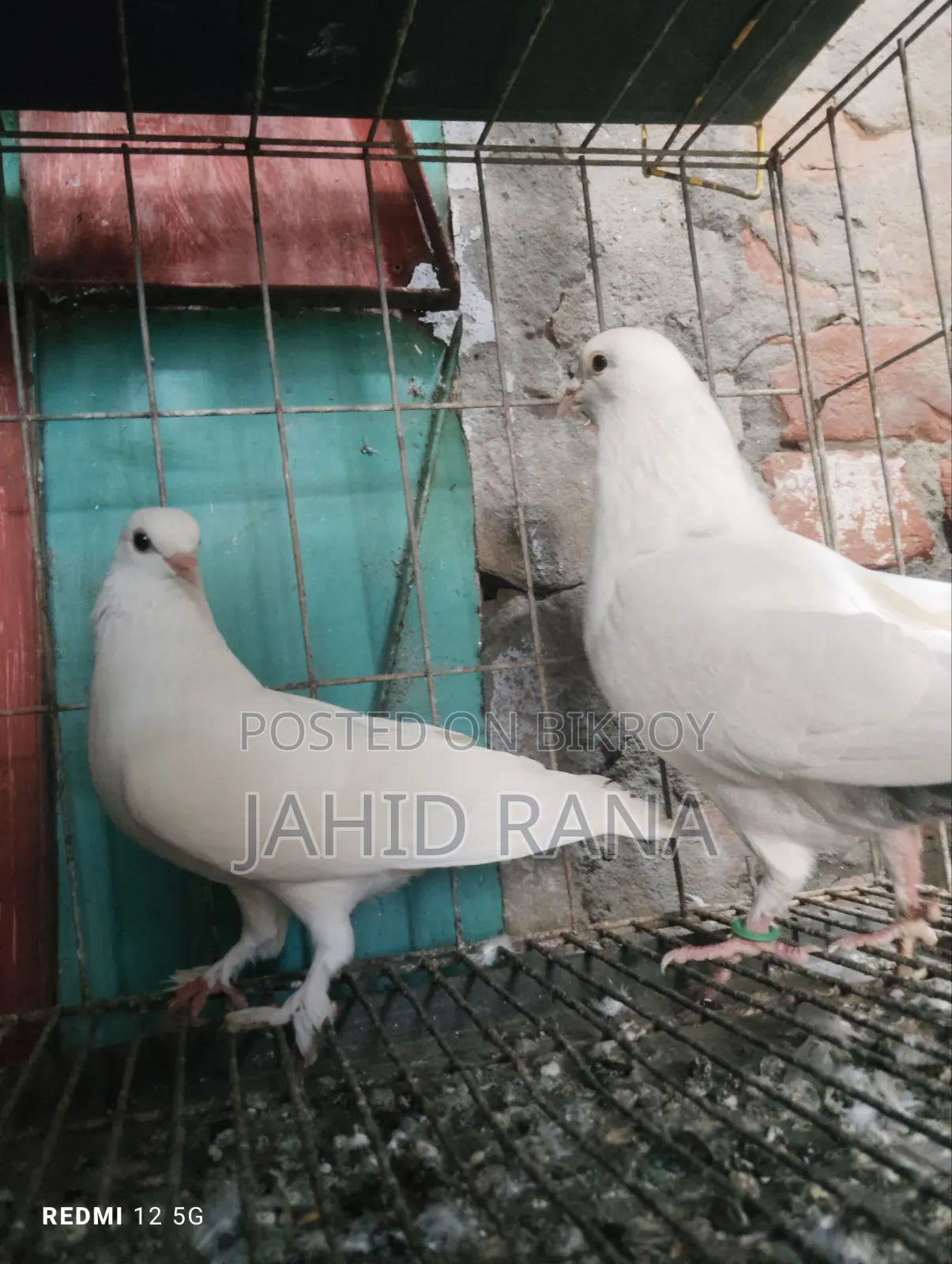 A Pair of Gola Pigeons for Sale