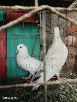 A Pair of Gola Pigeons for Sale