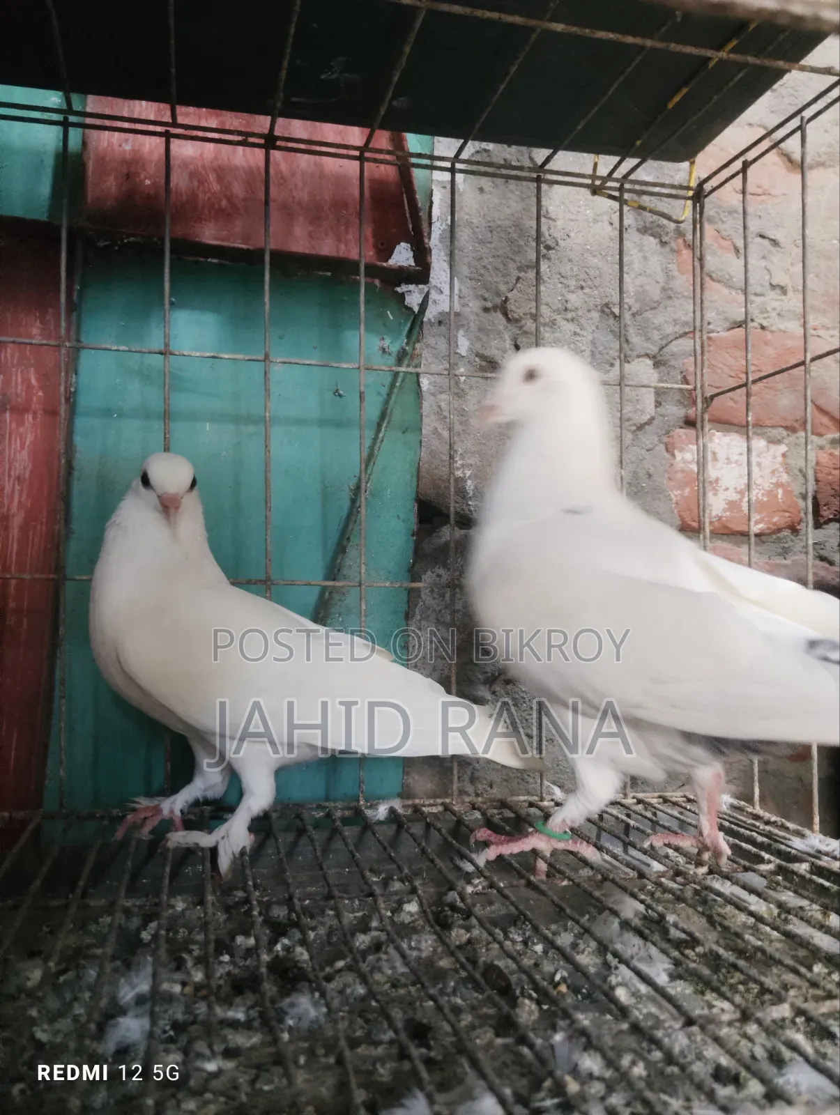A Pair of Gola Pigeons for Sale
