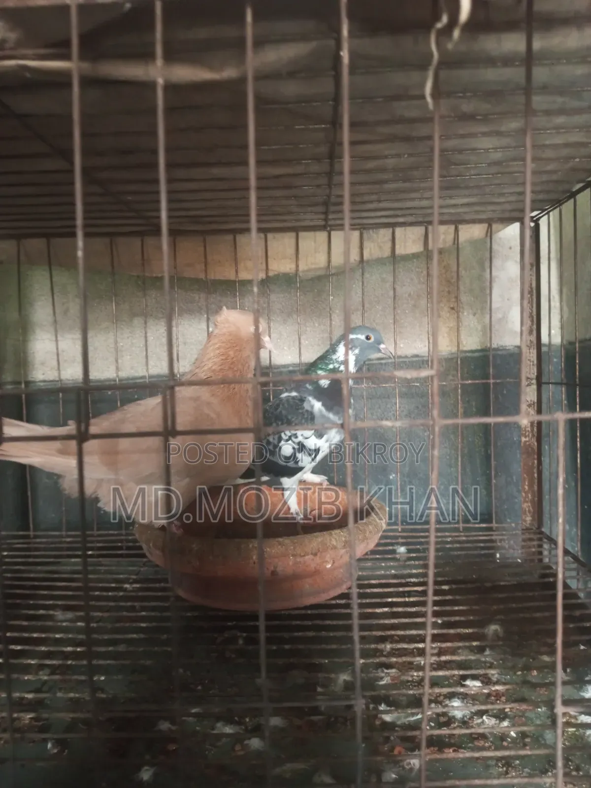 Pigeons for Sale
